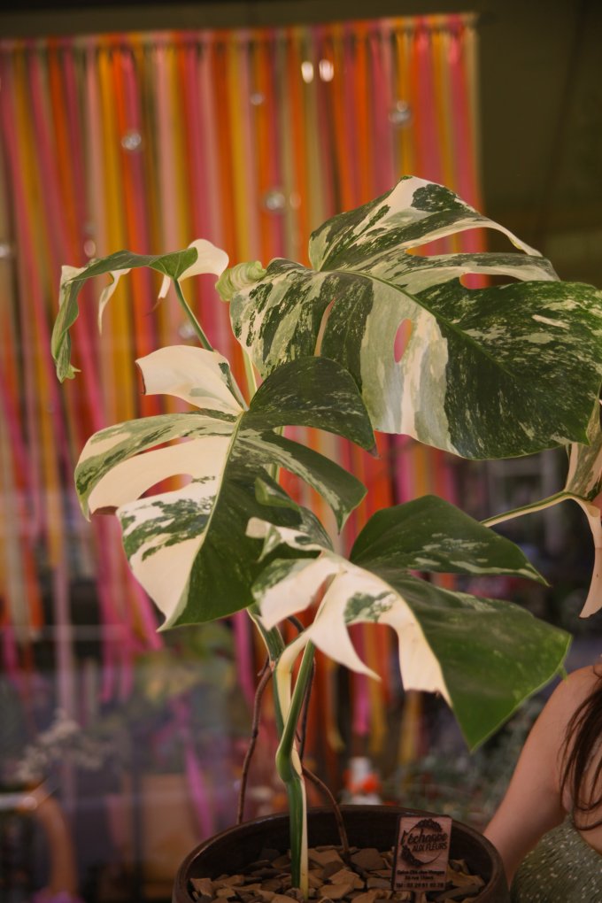 Jungle urbaine photo 6